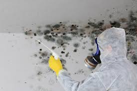 Best Mold Damage Restoration  in Golden, CO